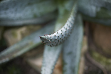 Aloe ferox plant