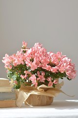 floral still life with morning sun