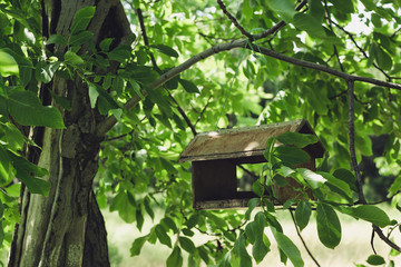 bird feeder on the tree, park, square, green foliage