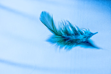 beautiful green feather on a matte metal surface with reflection