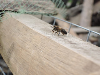 Honeybee rests