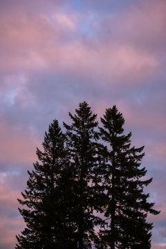 Silhouetted trees against cotton candy sky