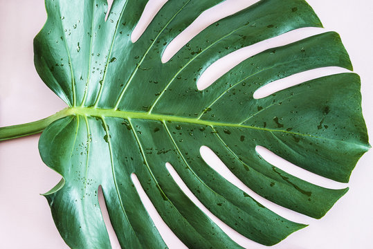 Fototapeta Monstera leaf on pink background top view