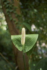 Anthurium flower closeup