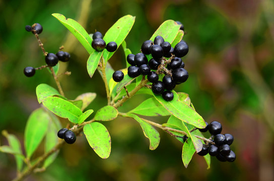 Liguster, ligustrum vulgare, privet,