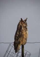 horned owl