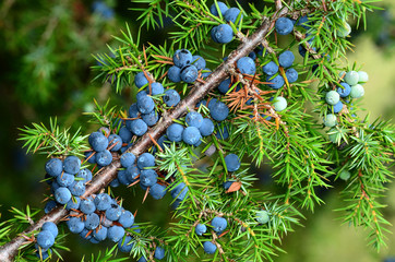 Gemeiner Wacholder, Juniperus communis, common juniper