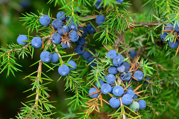 Gemeiner Wacholder, Juniperus communis