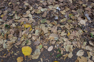 Fallen leaves on the grass of a park