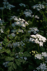 Wild flowers with inflorescences umbrellas in the sunset sun with a fly on the flowers