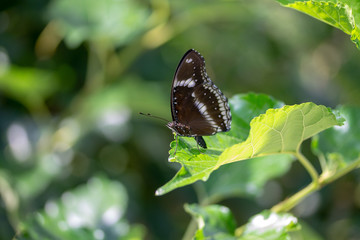 Fototapeta na wymiar Butterfly black white green background.
