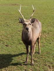 Obraz premium Deer