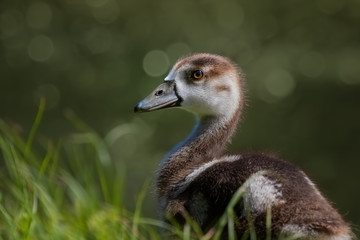 Nilgansküken im Gras an einem See