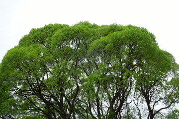 Крона карагача весной