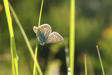 Fototapeta premium Butterfly (Common blue) on a spring morning 