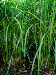 wonderful weed, earth and nature