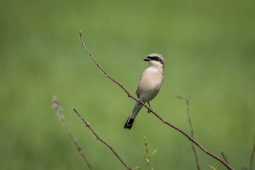 The grey-backed shrike (Lanius tephronotus) sitting on a branch