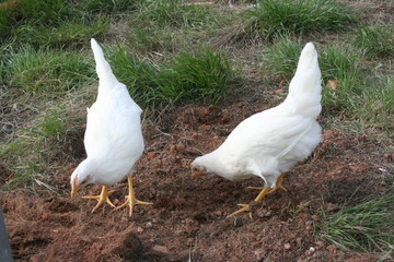 chickens