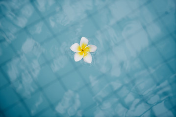 flower plumeria in blue water. background