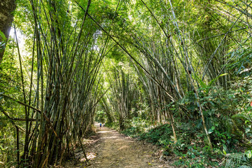 tourists exploring Bamboo forest in Khao Sok National Park, Thailand