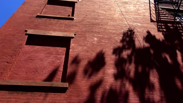 Shadows of a summer tree wave across a classic old fashioned red painted brick wall with iron fire escape in downtown New York City