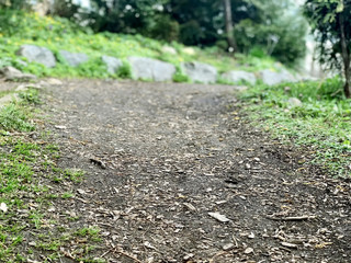 Path in the park background with grass at the edges