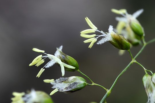 Hierochloe odorata known as sweet grass