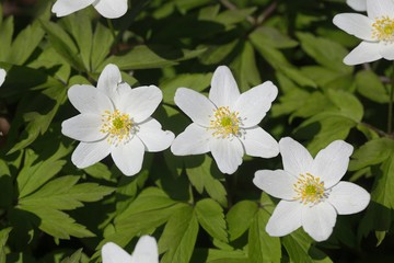 Wood anemone, also called windflower, thimbleweed, and smell fox