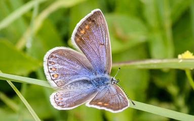 Close-up of female Common Blue Butterfly