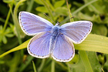 Close-up of male Common Blue Butterfly