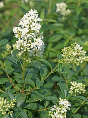 Blühender Liguster, Ligustrum