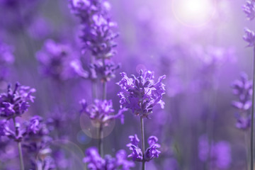 Fototapeta na wymiar field lavender morning summer