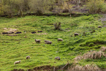sheep in the meadows of Asturias