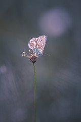 Papillon Azur&eacute; 