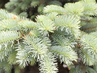 blue spruce branches
