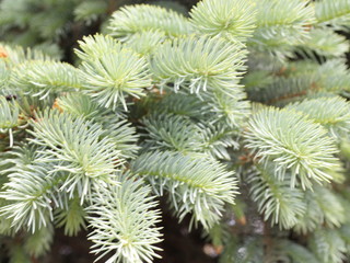 blue spruce branches