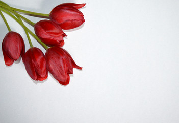 red spring flowers tulips on white background for cards