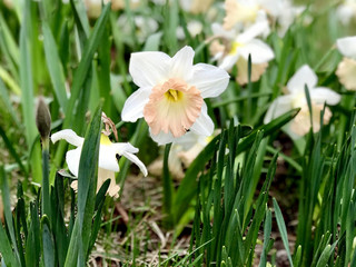 White and orange narcissus flowers 
