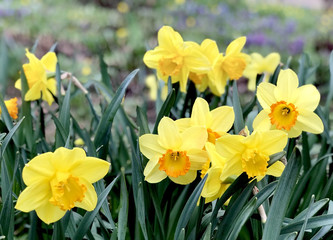 Obraz premium Yellow and orange narcissus flowers 