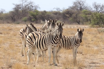 Fototapeta na wymiar Landscapes and wildlife of Namibia