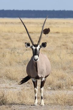 Landscapes and wildlife of Namibia
