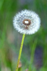 Fluffy dandelion flower with ripe seeds in a green grass field as background on summer sunny day vertical view closeup
