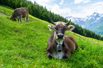 Allgäuer Braunvieh auf einer Weide mit einer Kuh im Hintergrund
