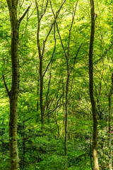 Naklejka premium 新緑