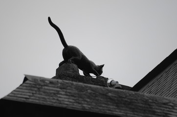 chat sur le toit