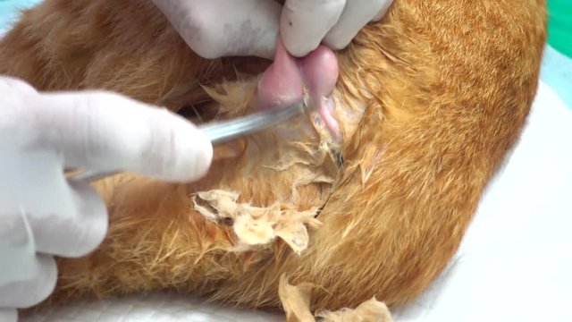 Cat Sterilization Steps (Handheld Shot)