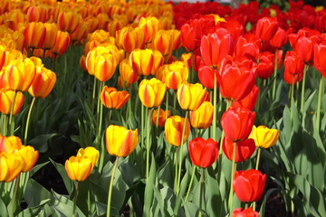 yellow and red tulips