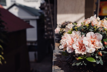 flowers on the corner of a house on the street