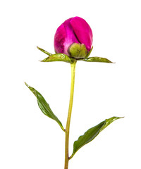 red peony flower isolated on white background