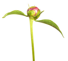 unbroken peony bud isolated on white background